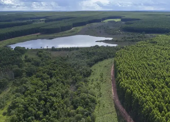 Valmet fornecerá fábrica de celulose completa para Arauco no Brasil