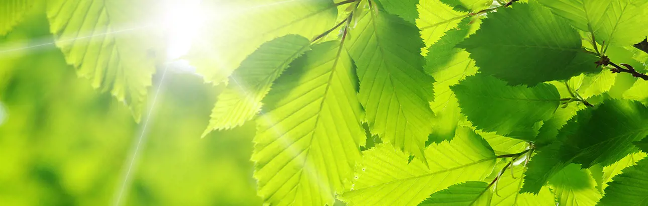 green-leaf-1296x412px.jpg