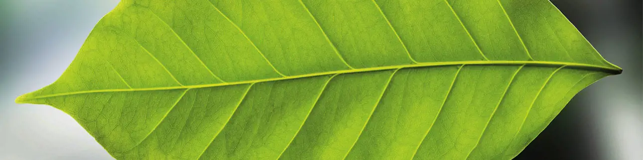 valmet-green-leaf-1296x324px.jpg