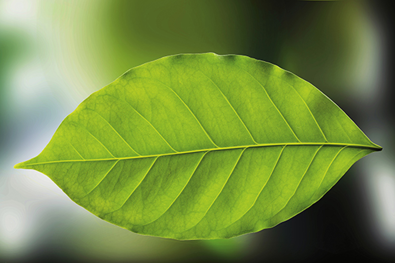 Valmet_Leaf_RGB_HI-RES_570x277.jpg