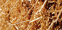 Up for the challenges of cellulosic ethanol production